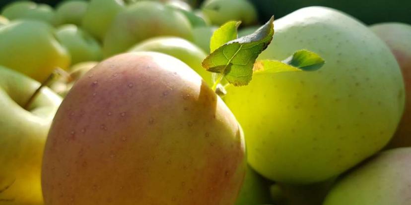 Obstbau