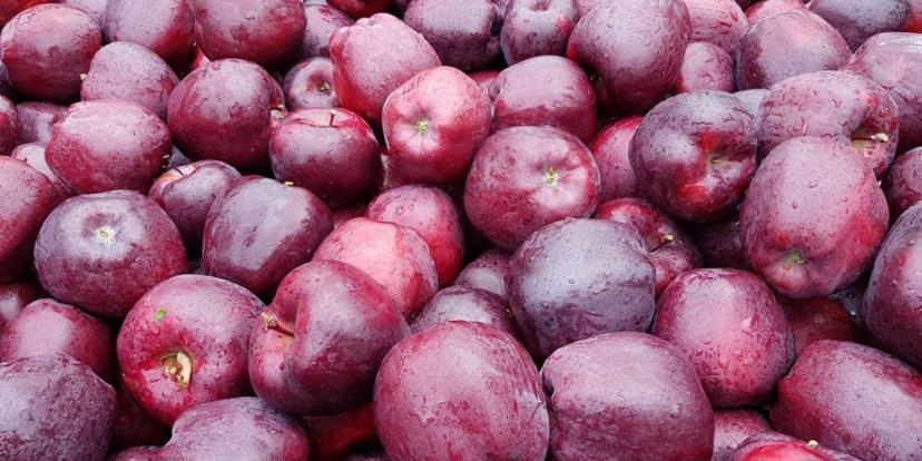 Red Delicious