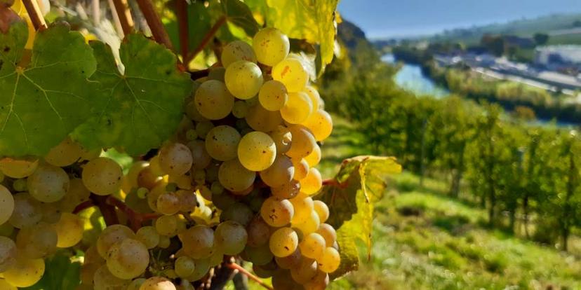 Weinbau