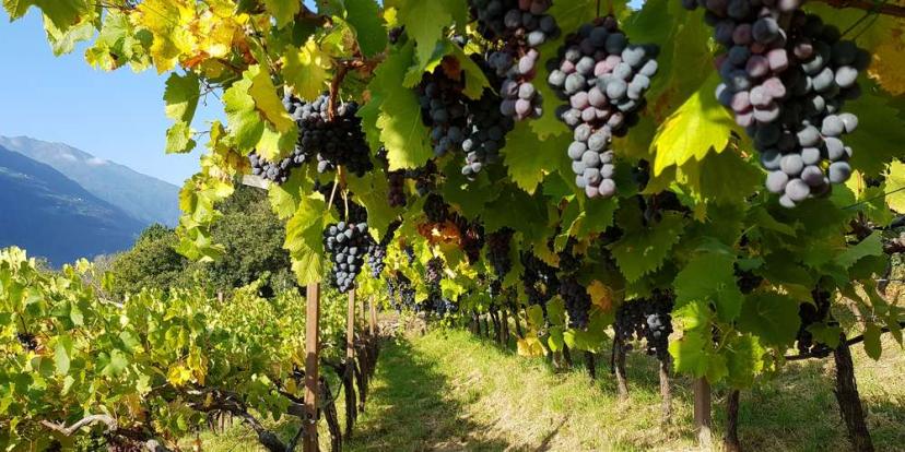 Weinbau